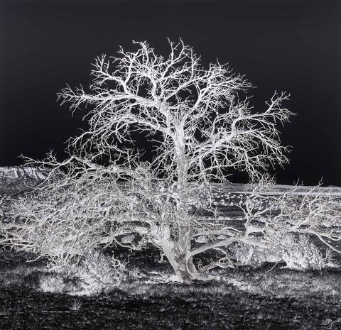 Geneviève Cadieux, Arbre seul (la nuit), 2017